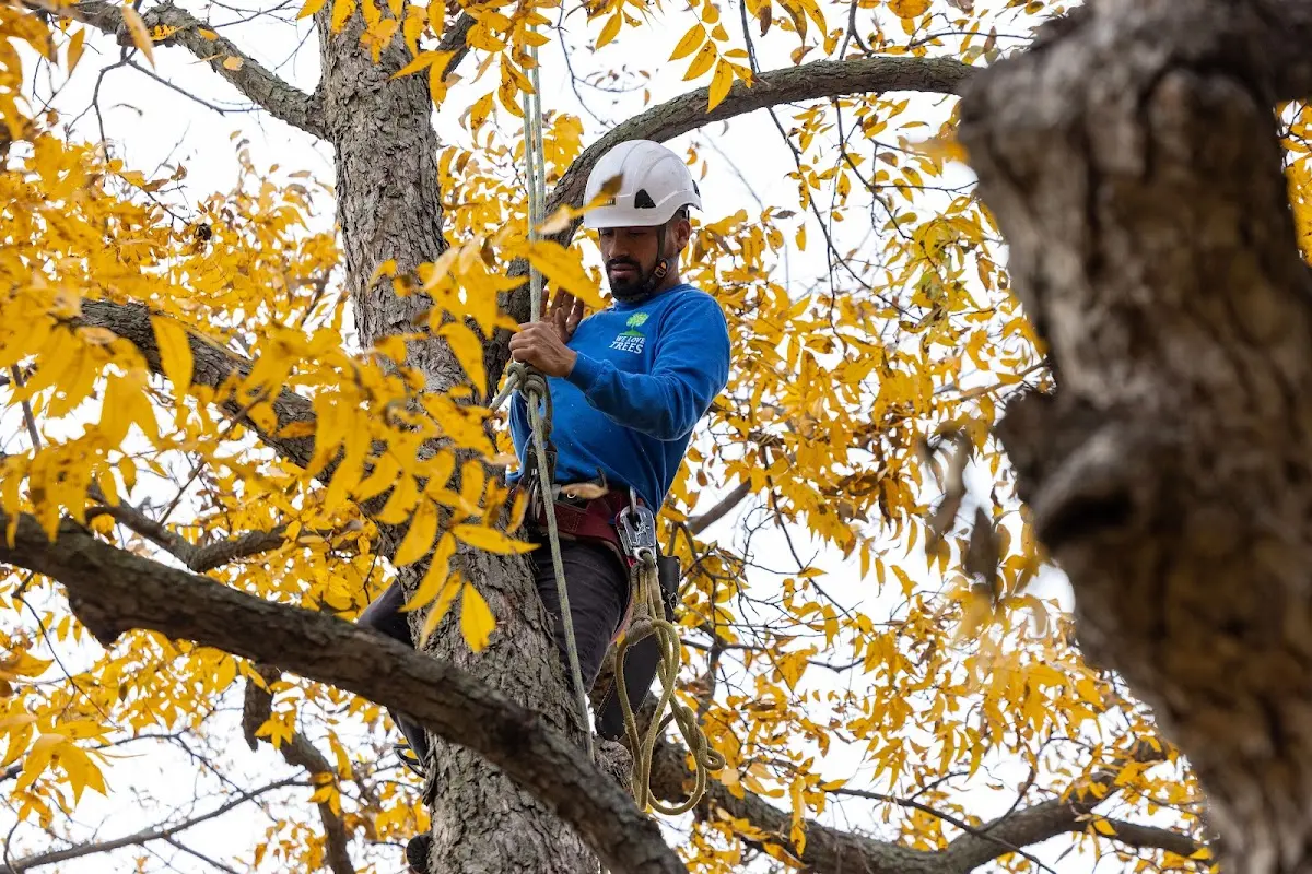 Skilled Tree Planting crew working in Vienna